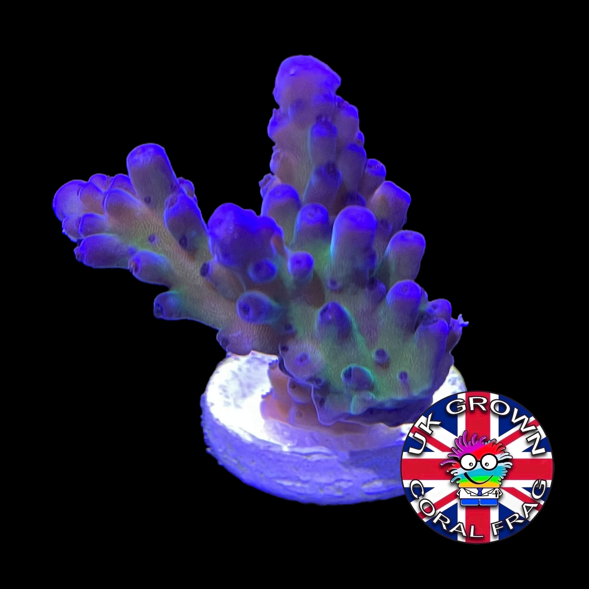 California Tort Acropora Frag (UK Grown)