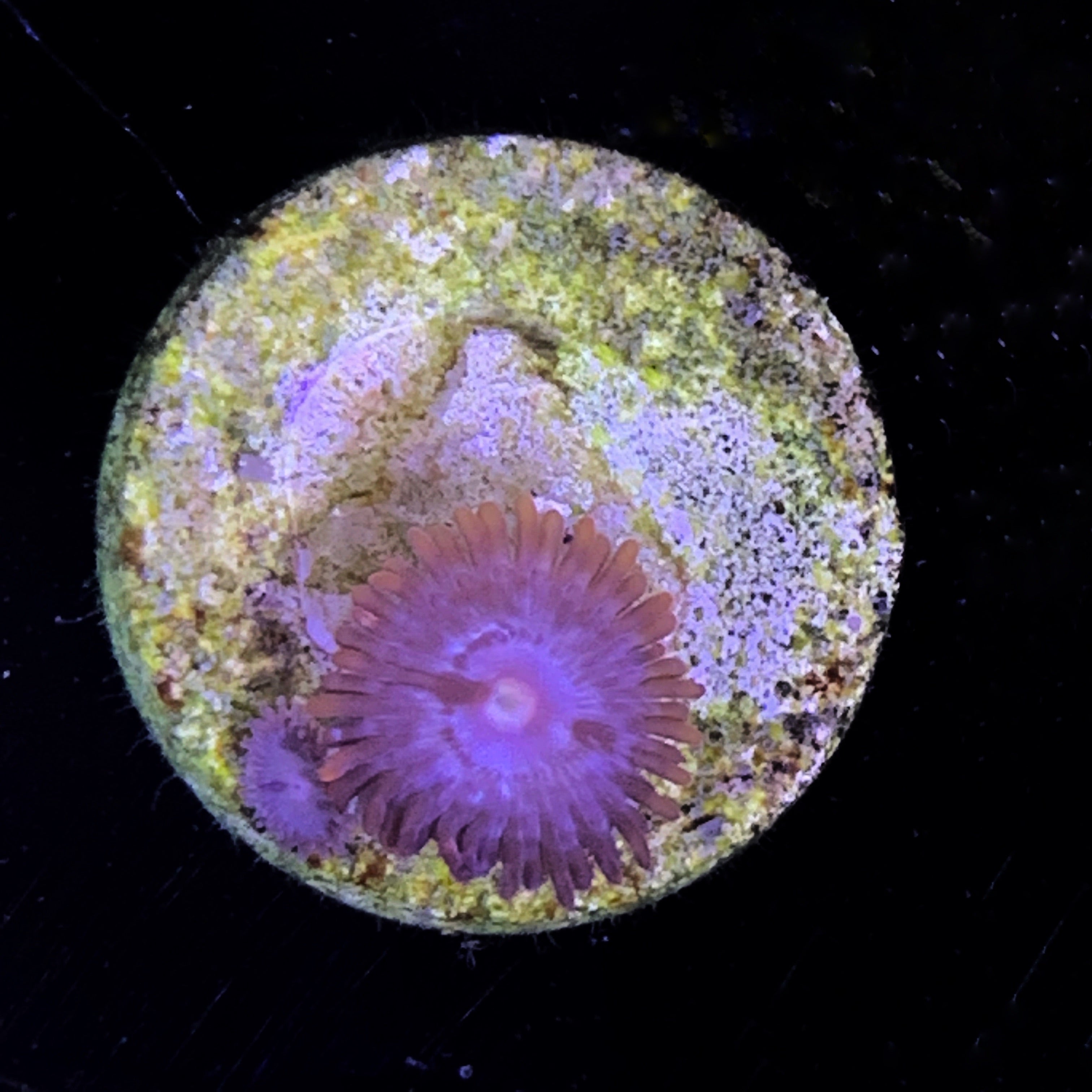 Zoa Frag