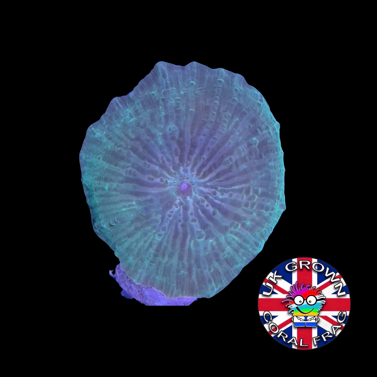 Watermelon Green Mushroom (UK Grown)
