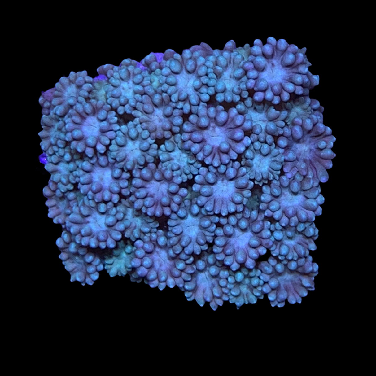 Goniopora