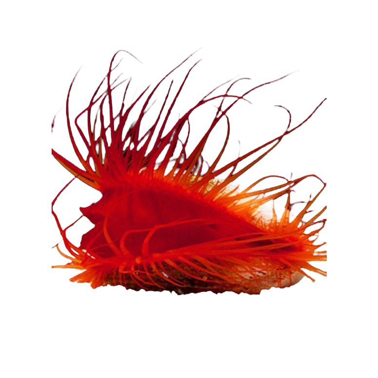 Electric Flame Scallop