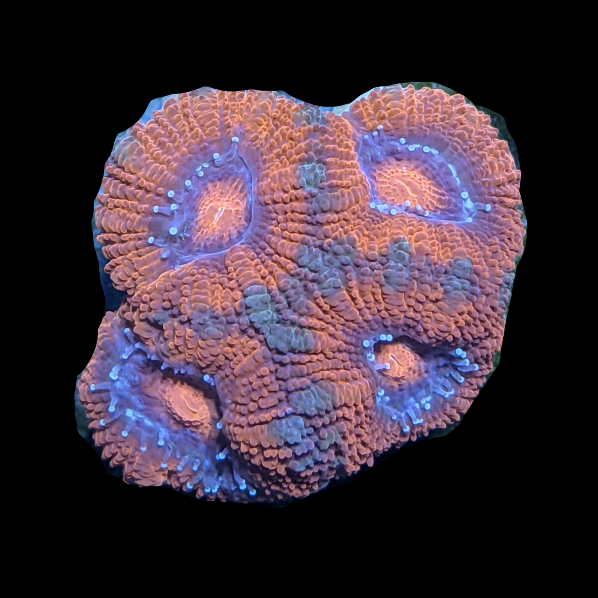 Acanthastrea Lordhowensi
