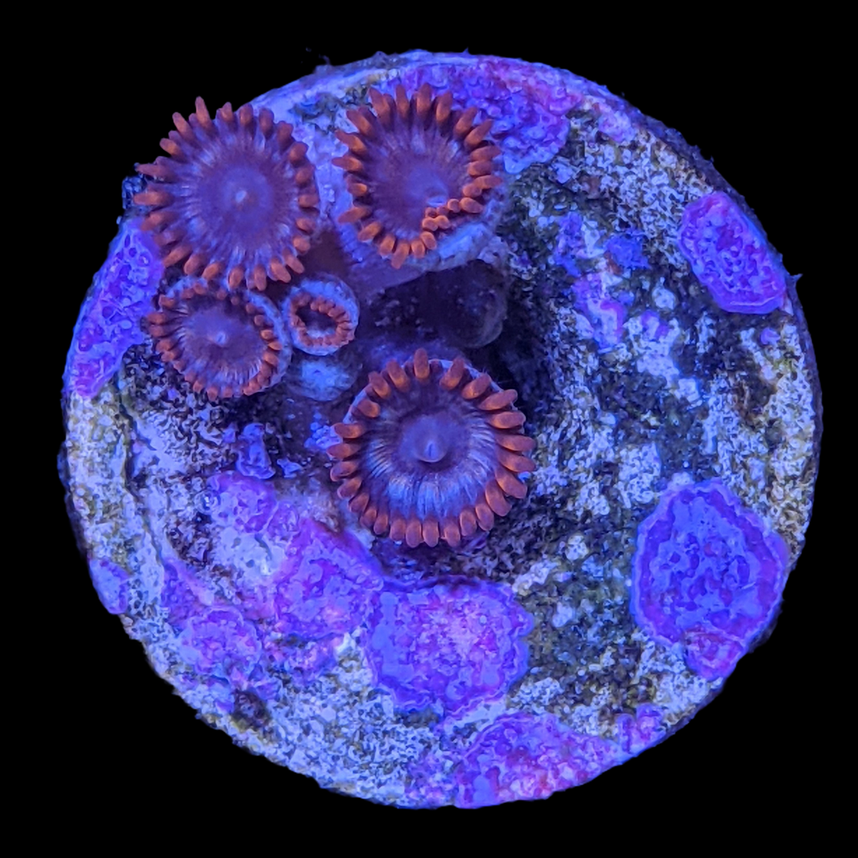 Zoa Frag