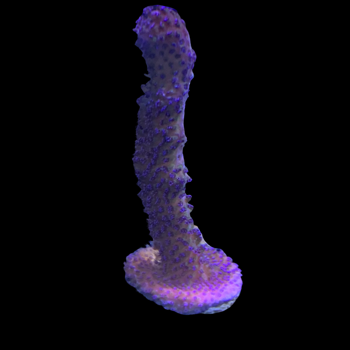 Purple Stylophora Pistillata (UK Grown)