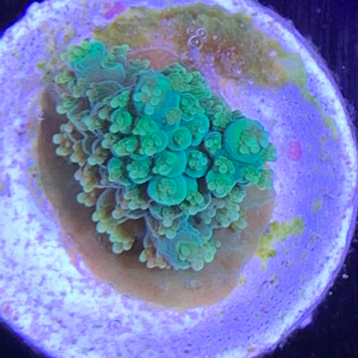 Acropora Frag