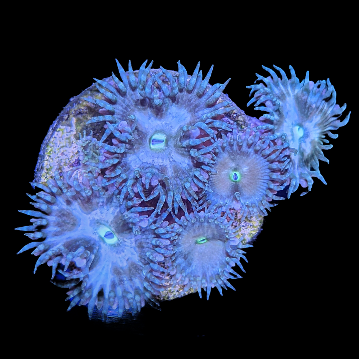 Paly Zoa  Frag (UK Grown)