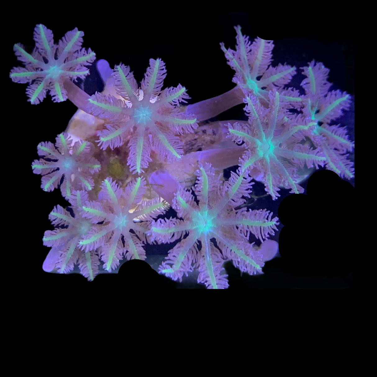 Clove Polyp