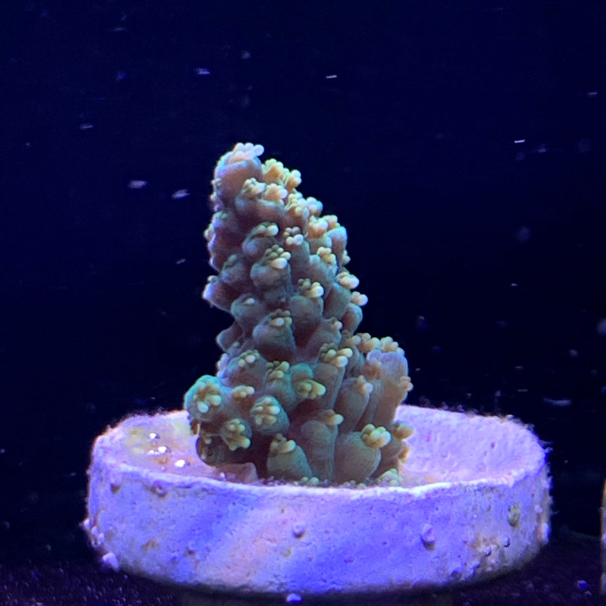 Acropora Frag