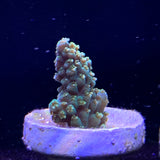 Acropora Frag