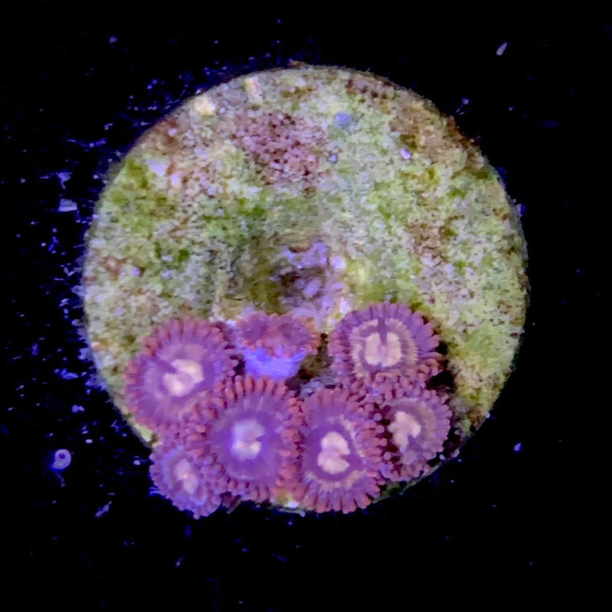 Zoa Frag