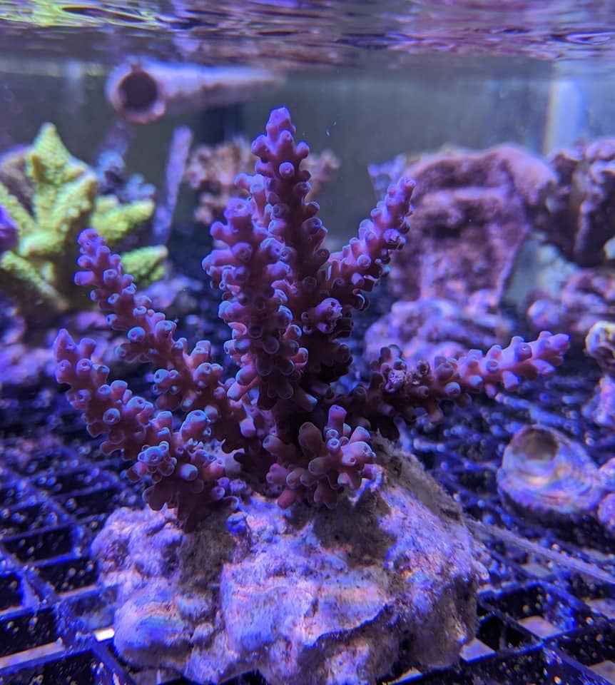 Bali Acropora