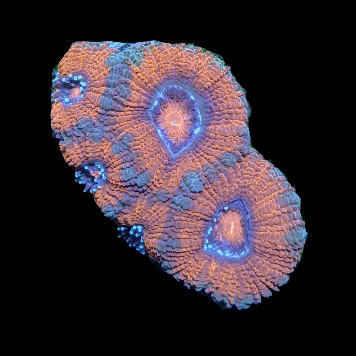 Acanthastrea Lordhowensi