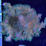 Acropora Frag