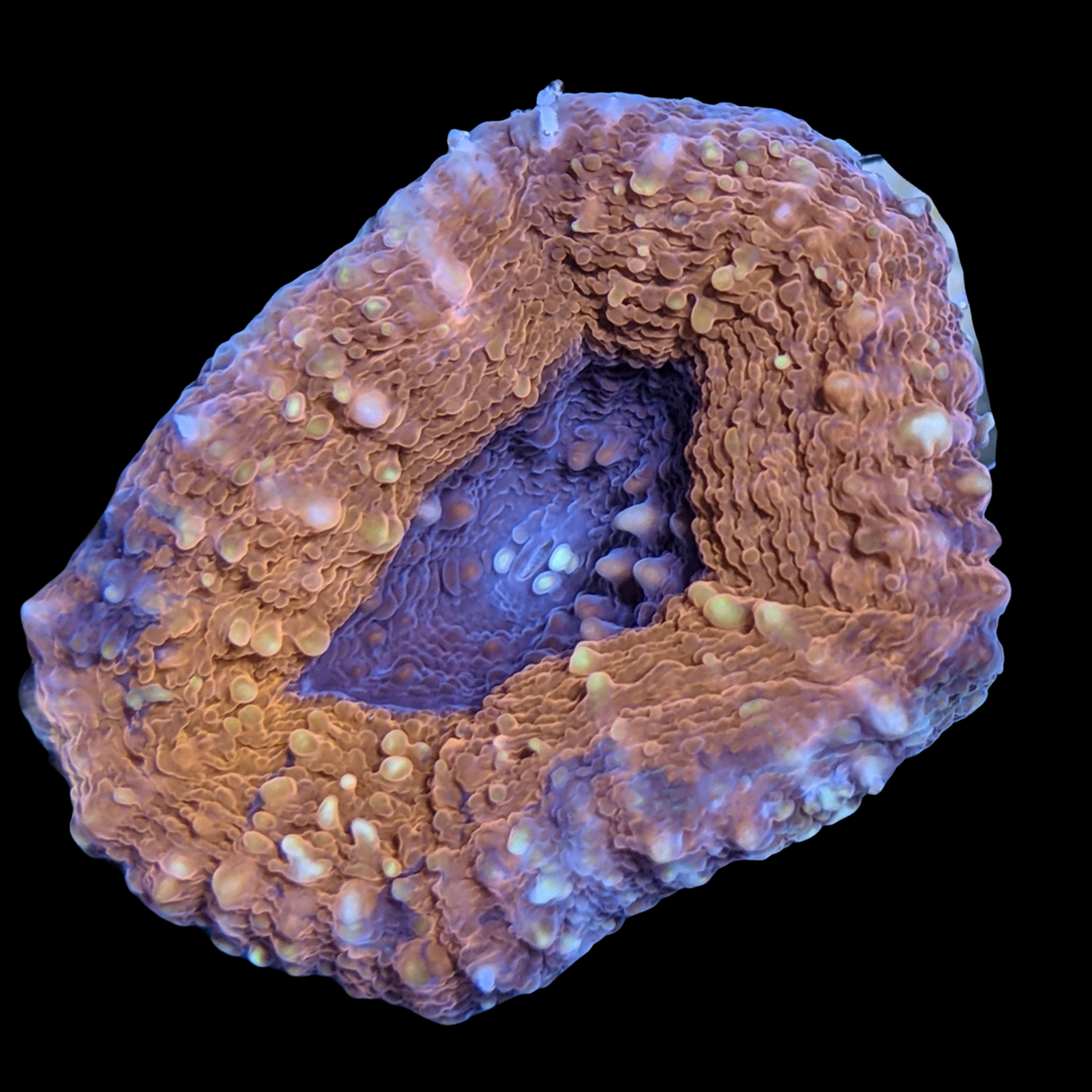 Purple Mouth Red Lobophyllia