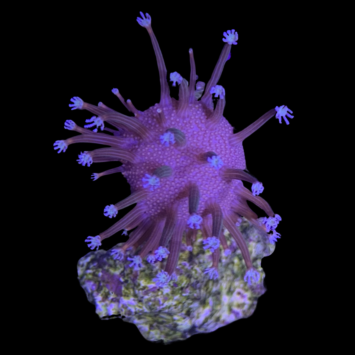 Toadstool coral