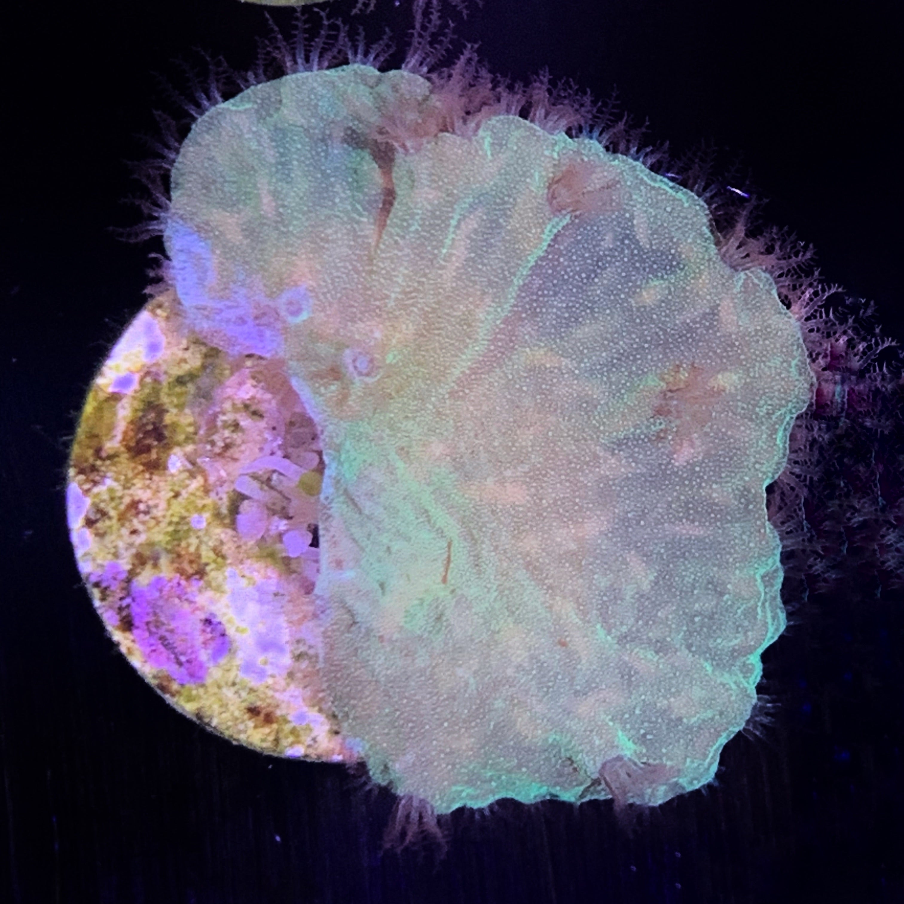 Green Cabbage Coral