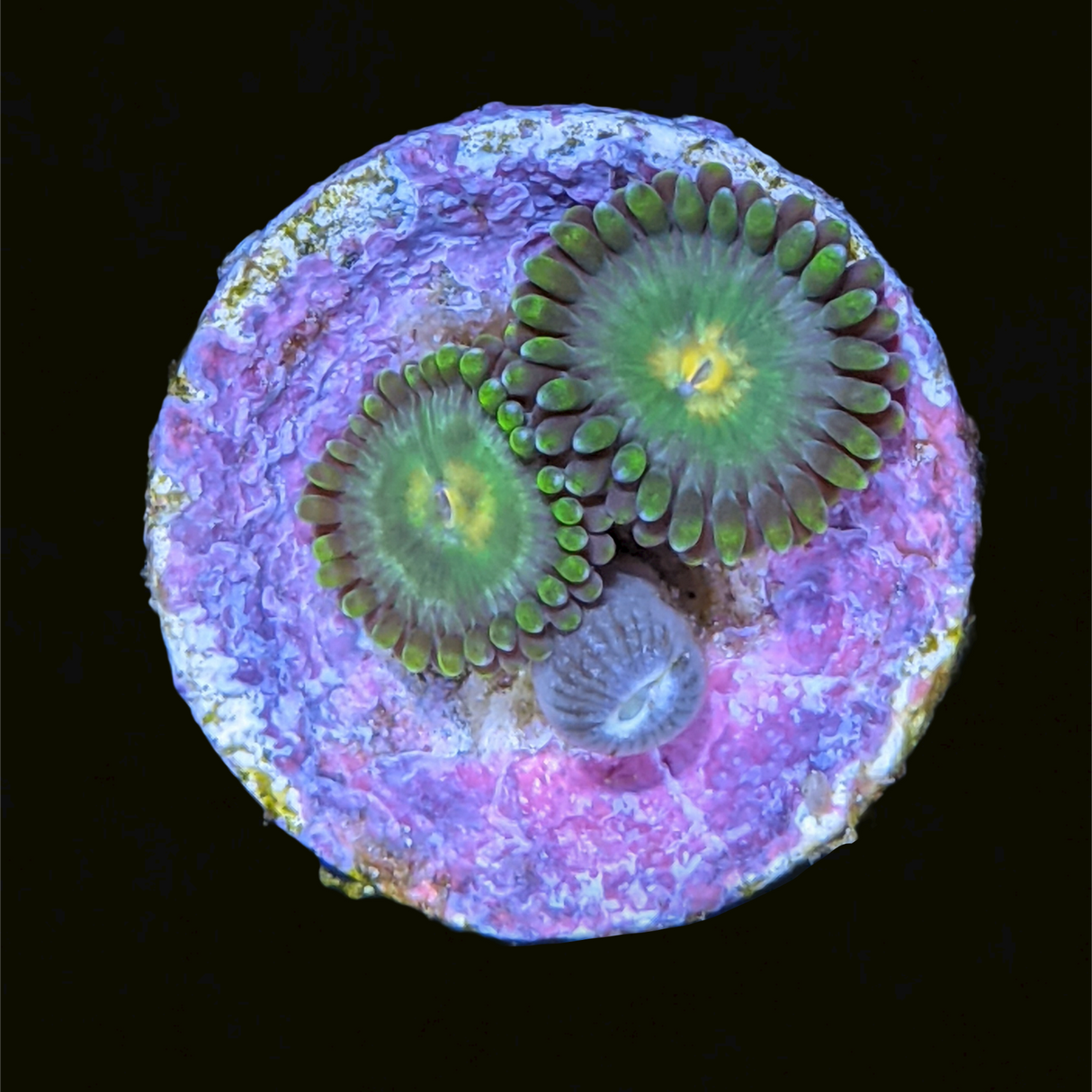 Green Bullet Zoa Frag