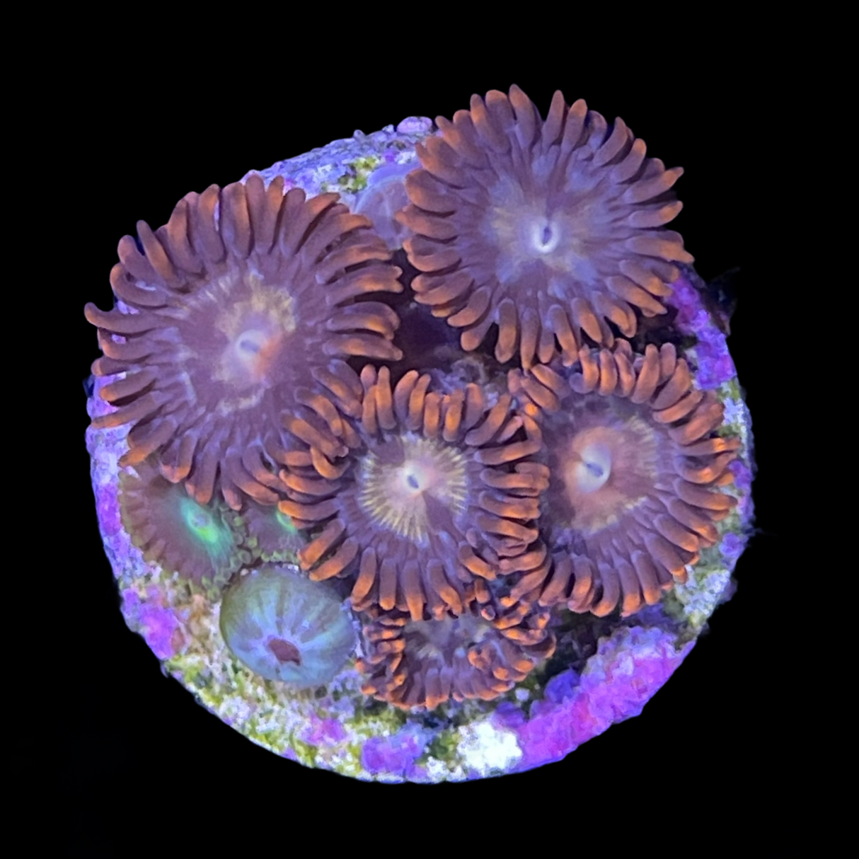 Chocolate Orange Zoa Frag