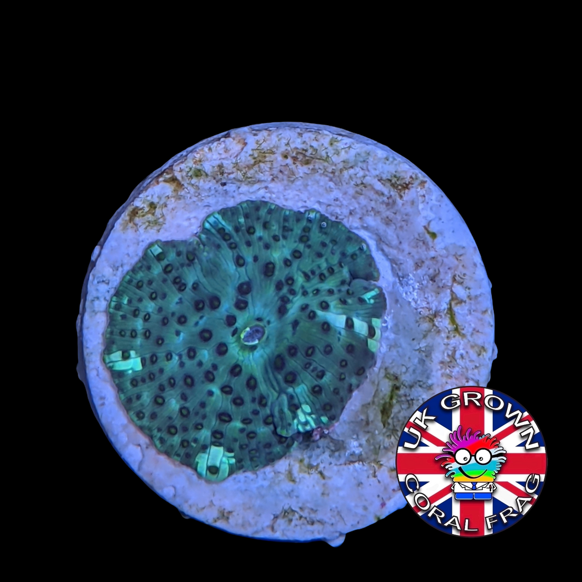 Galactix Mushroom (UK Grown)