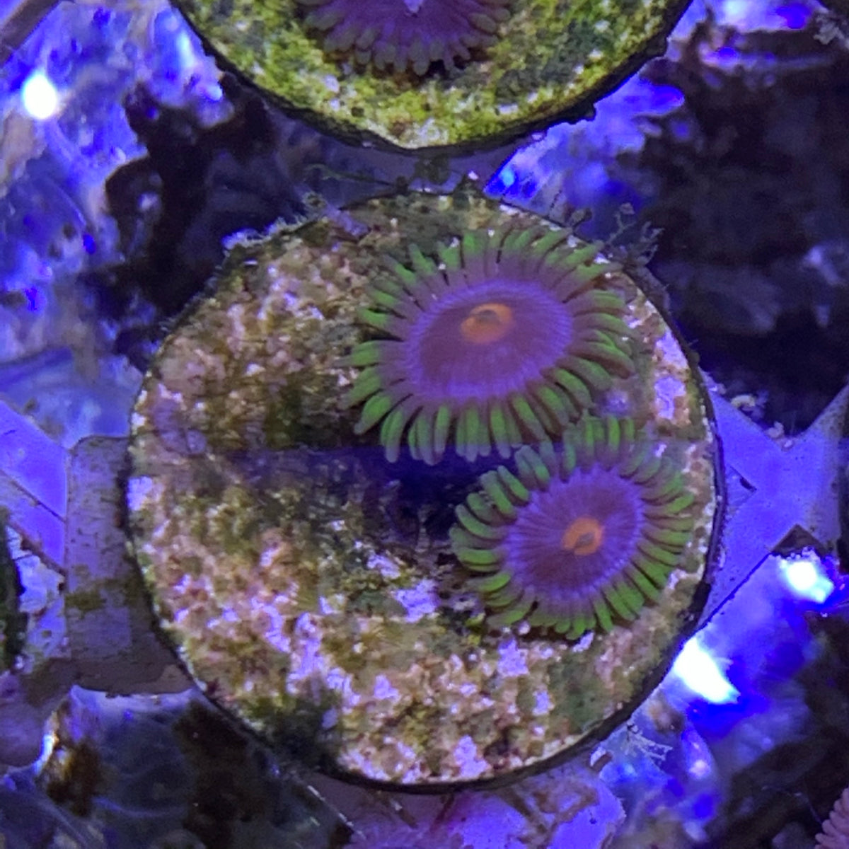 2 polyp Zoa frag – thecoralcentre