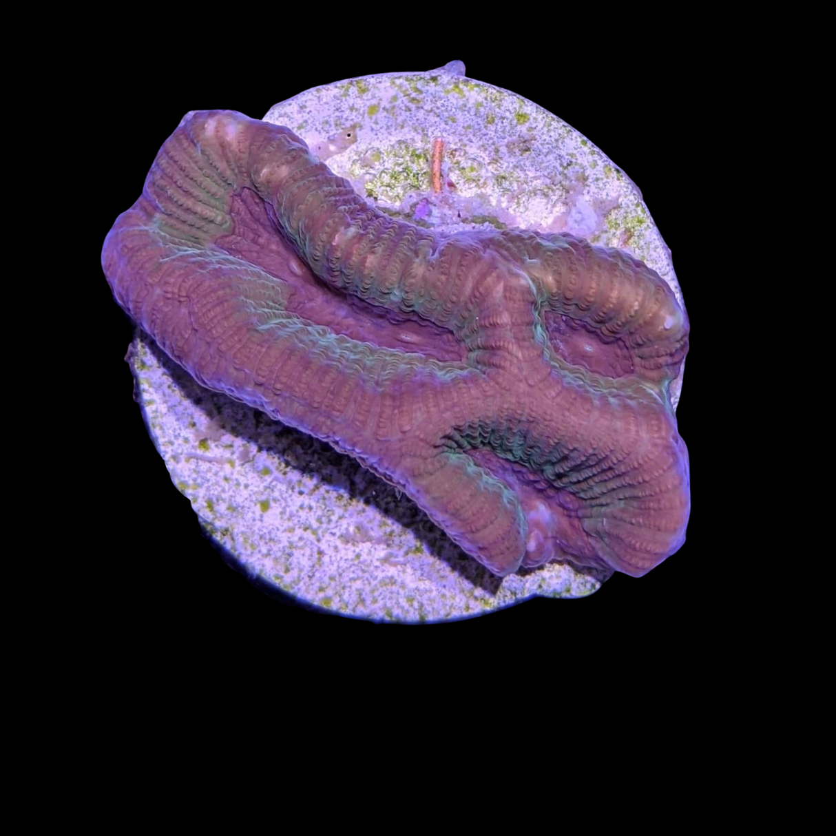 Metallic Platygyra