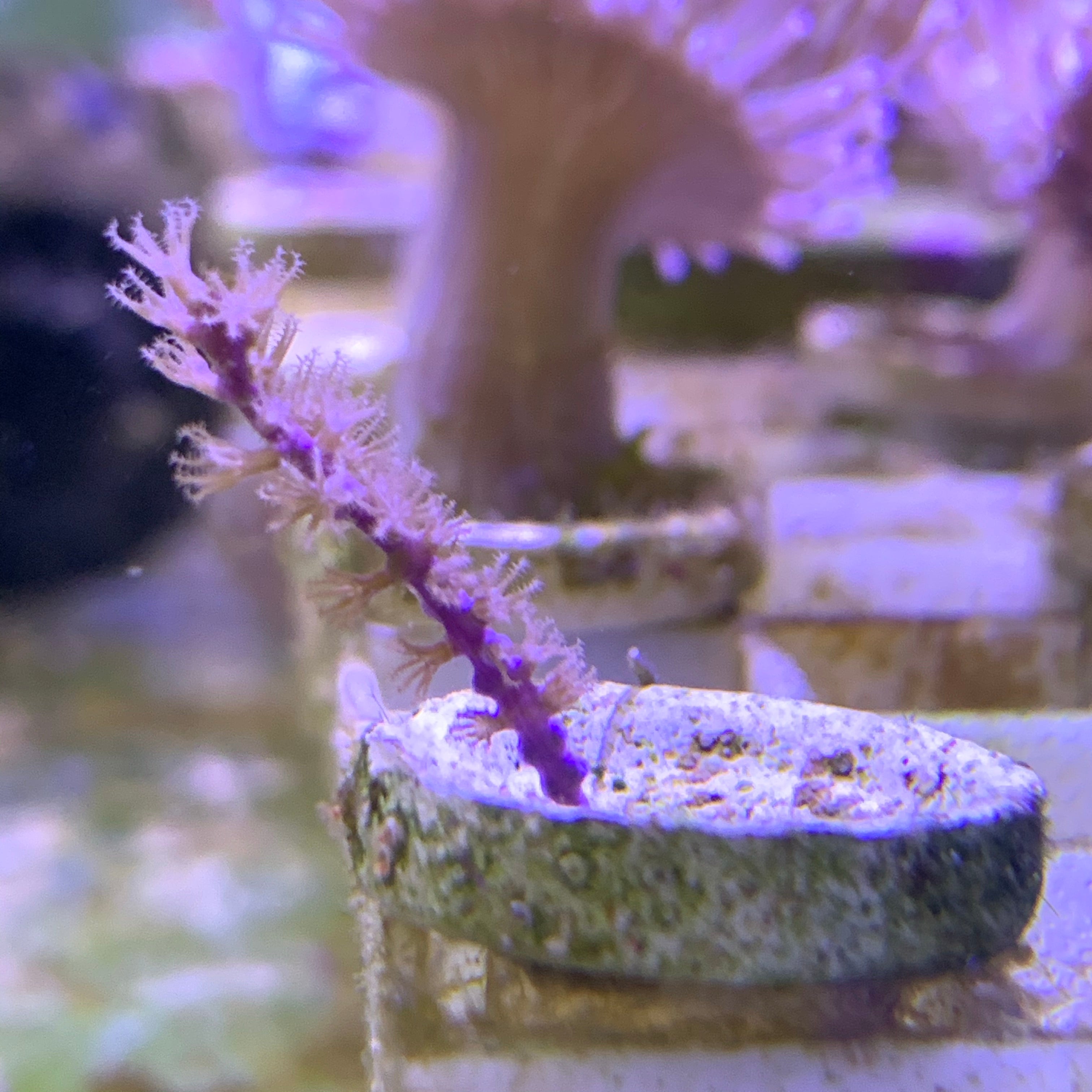 Purple Plume Gorgonian