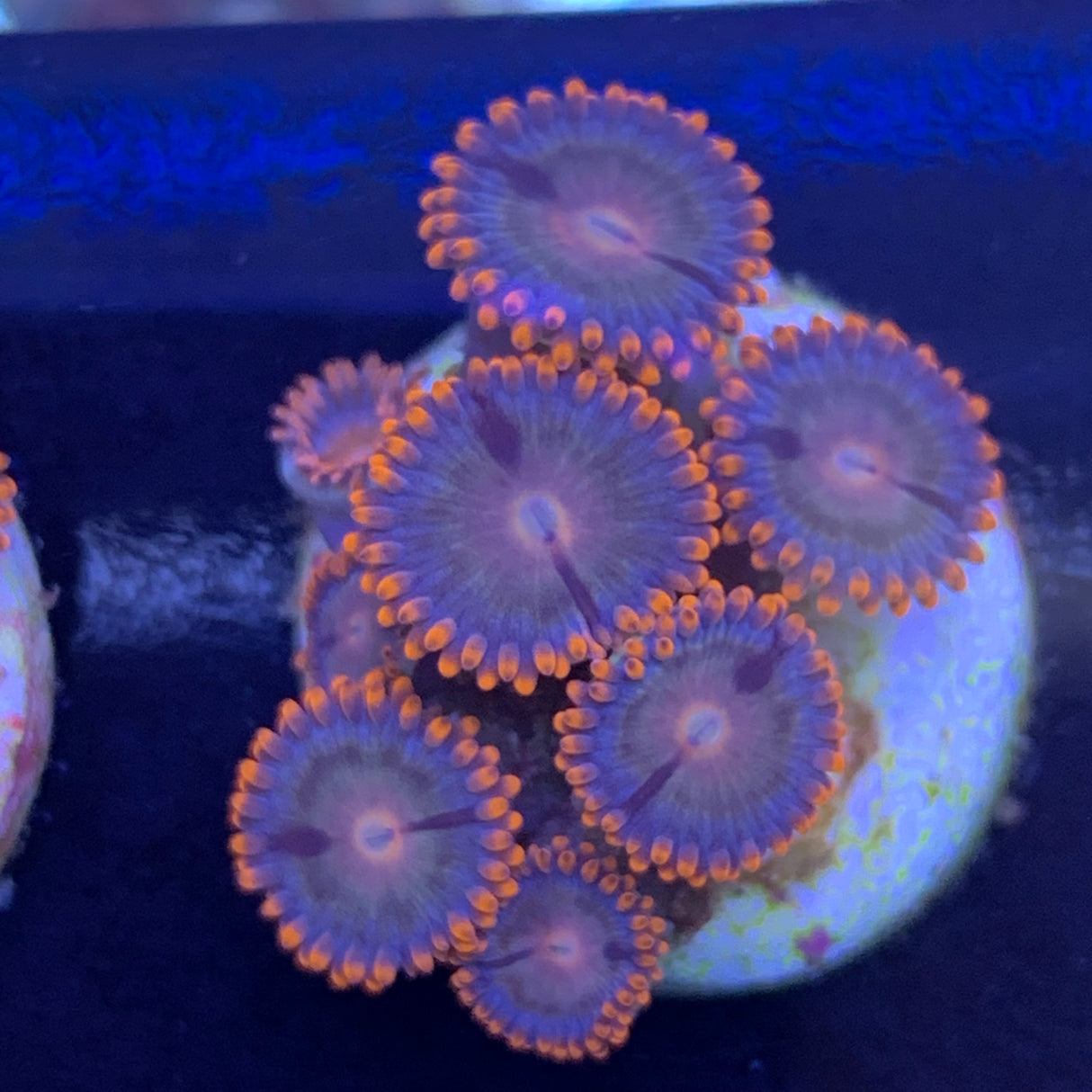 8 Polyp Zoa frag