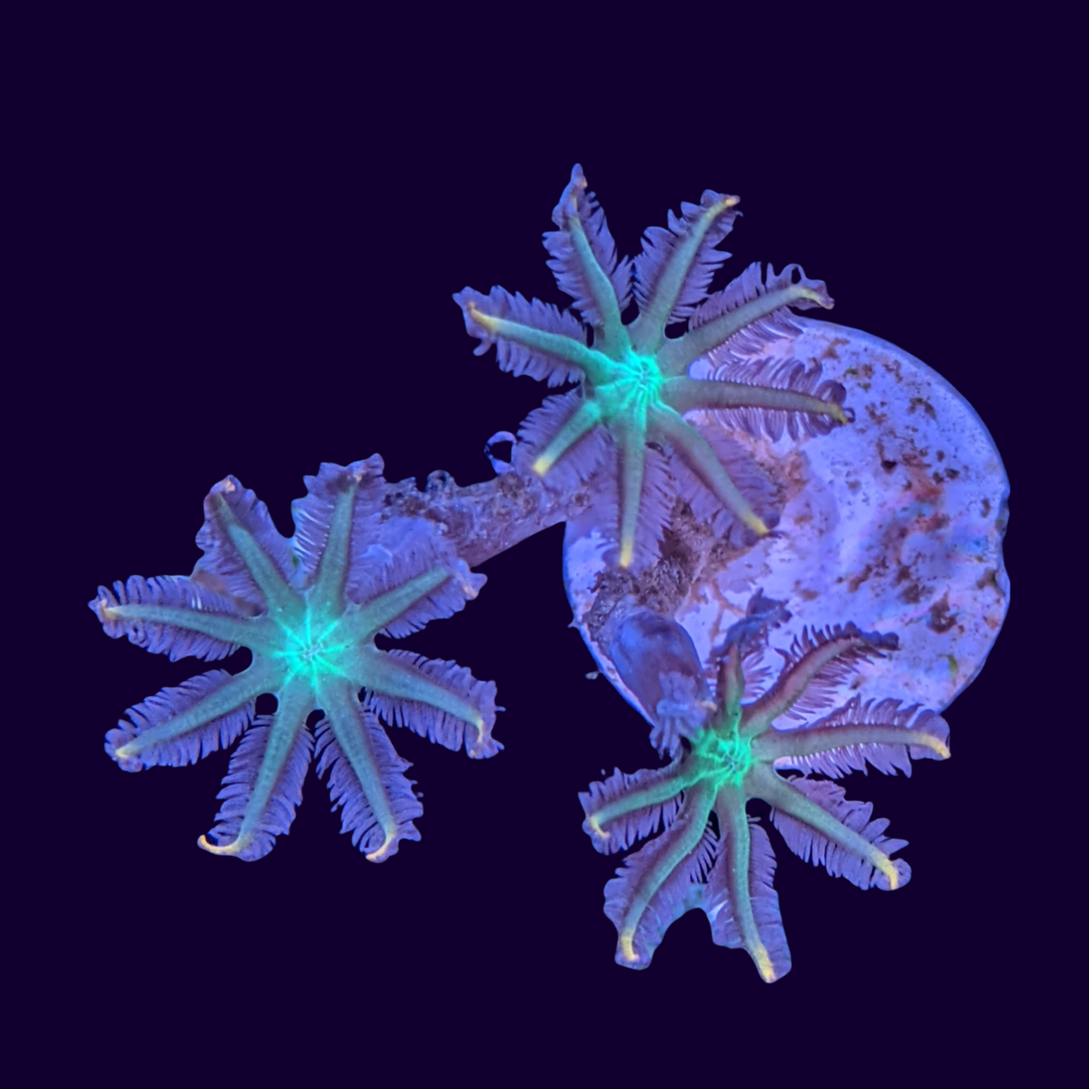 Clove Polyp