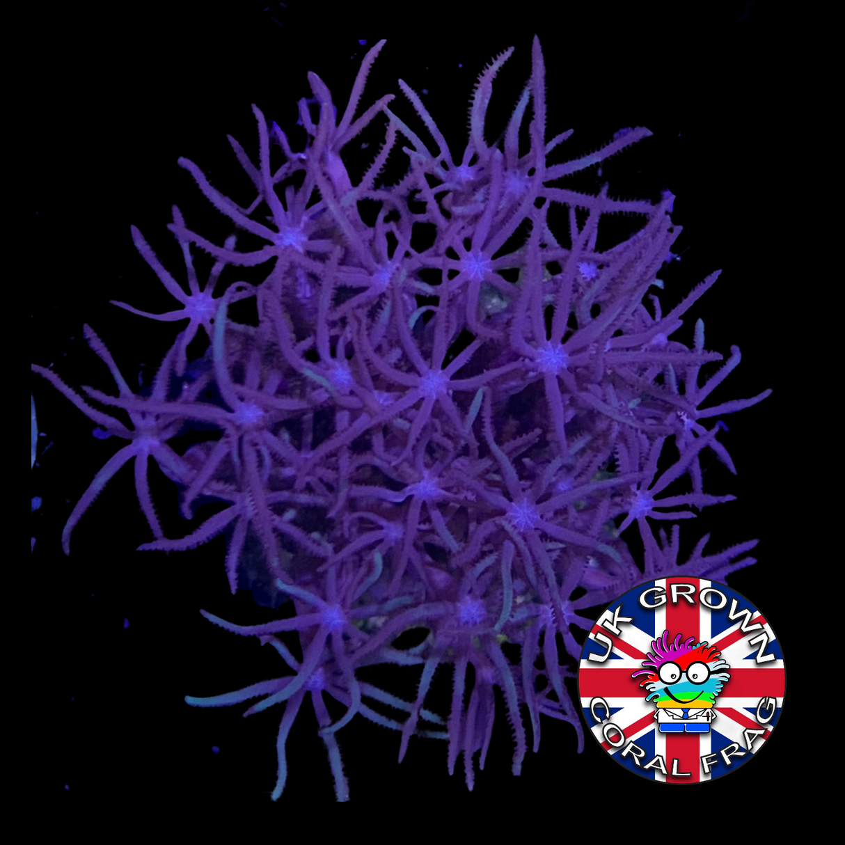 Brown Star Polyps (Standard Plug) (UK Grown)