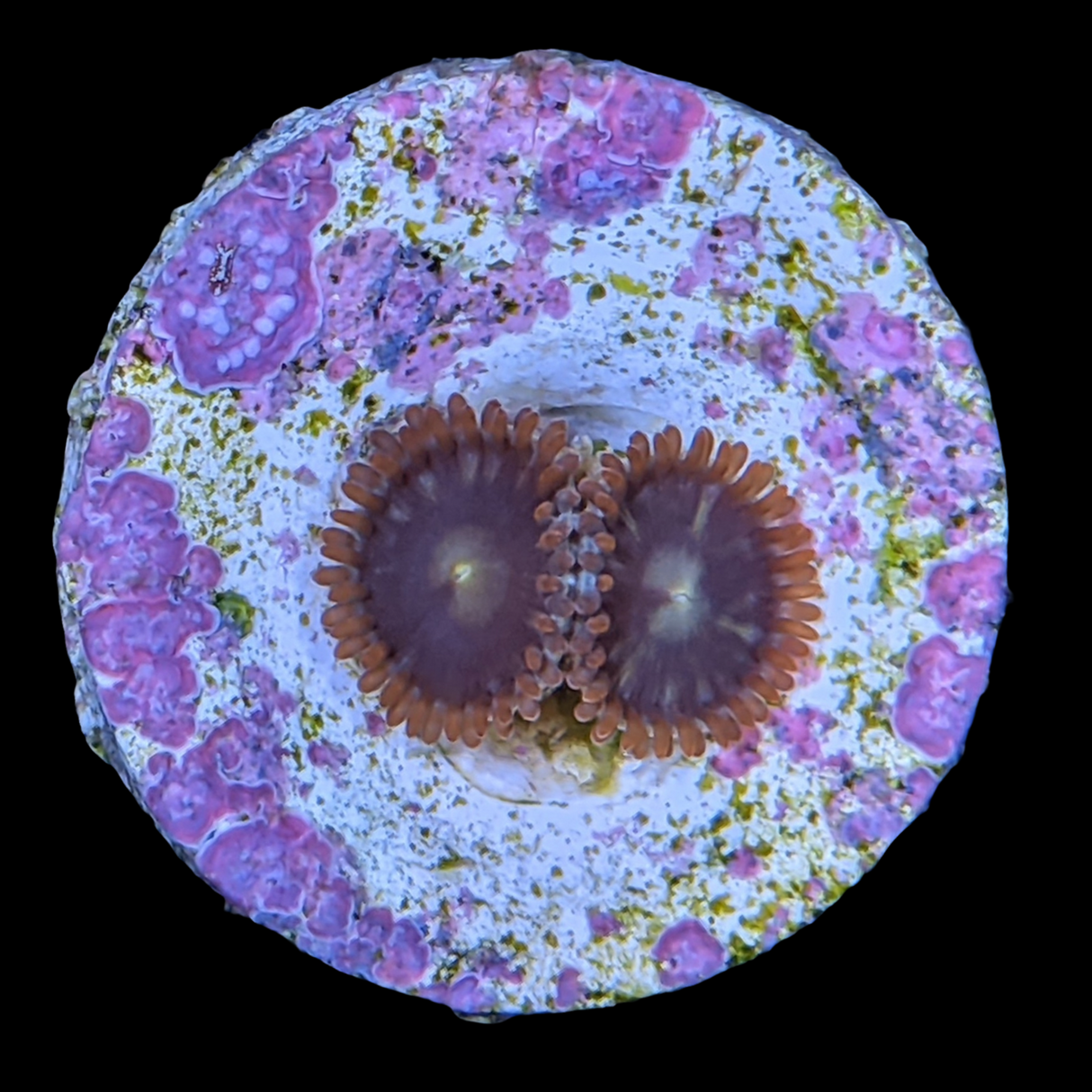 Pin Wheel Zoa Frag