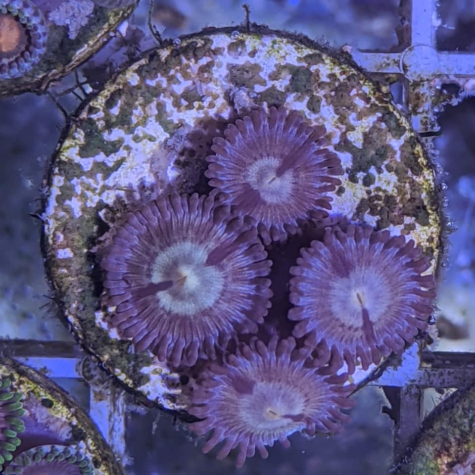 4 polyp Zoa frag – thecoralcentre