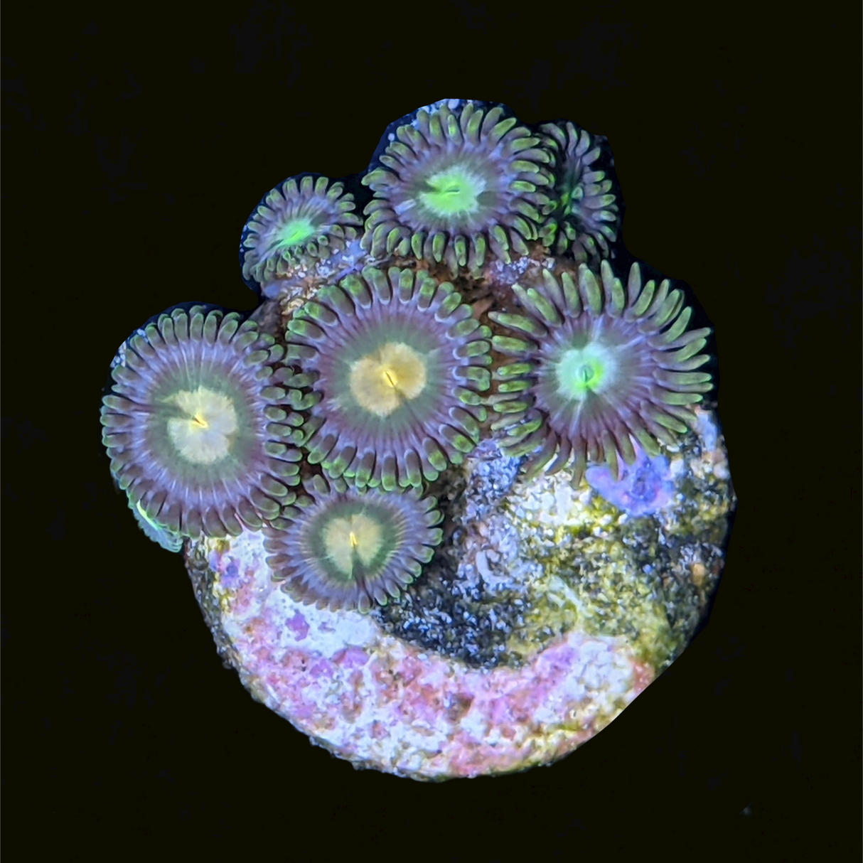 John Deere Zoa Frag