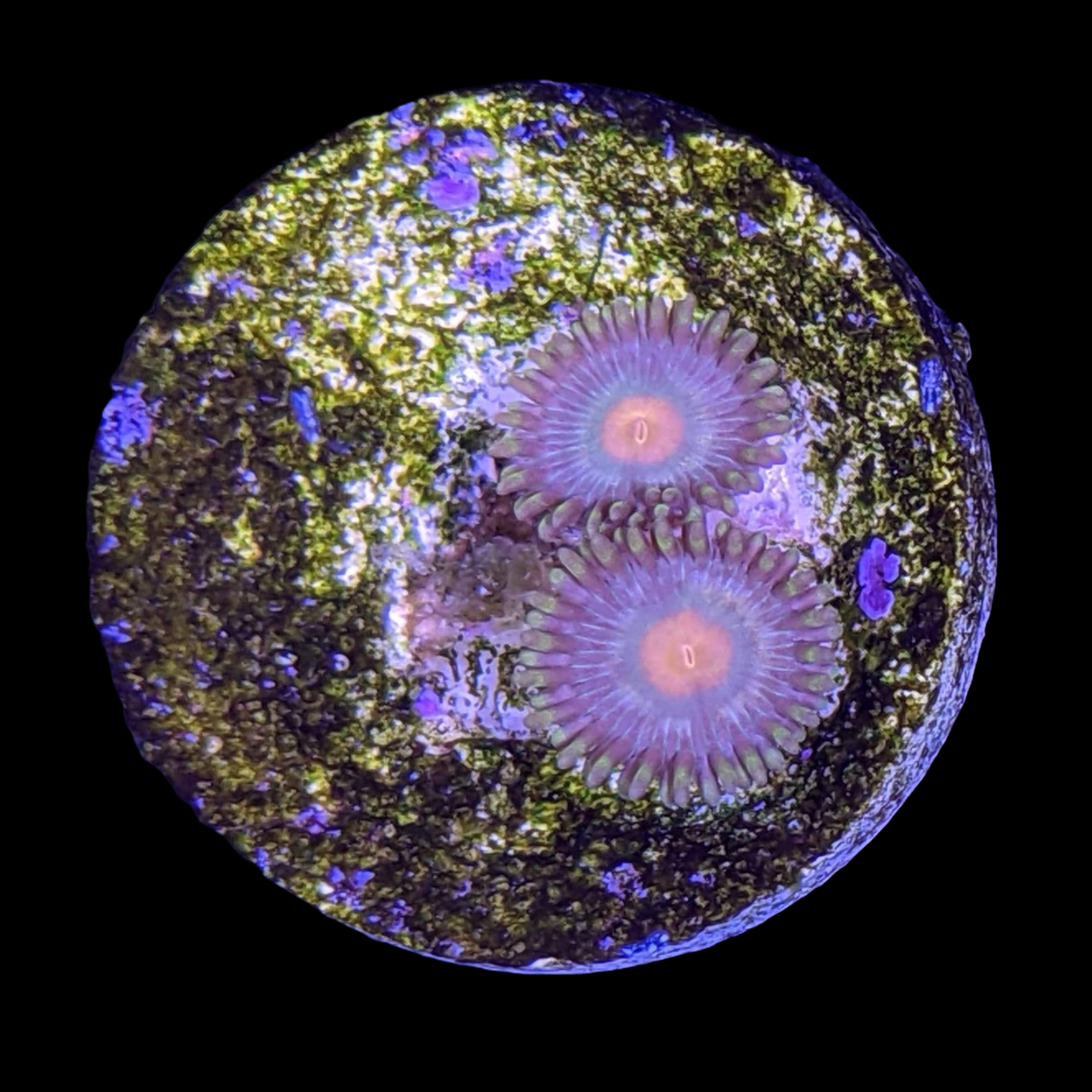 Zoa Frag