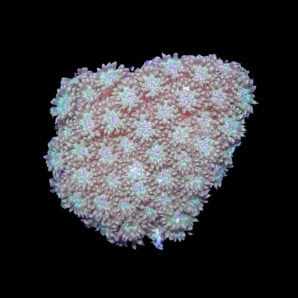 Sunset Orange Goniopora
