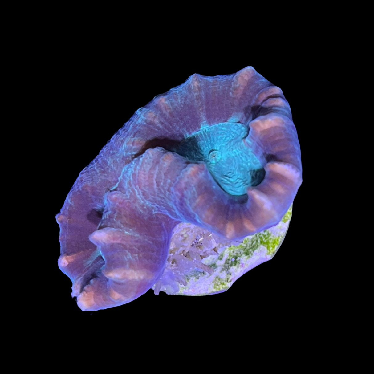 Aquacultured Indonesian Green Pinwheel Candy Cane