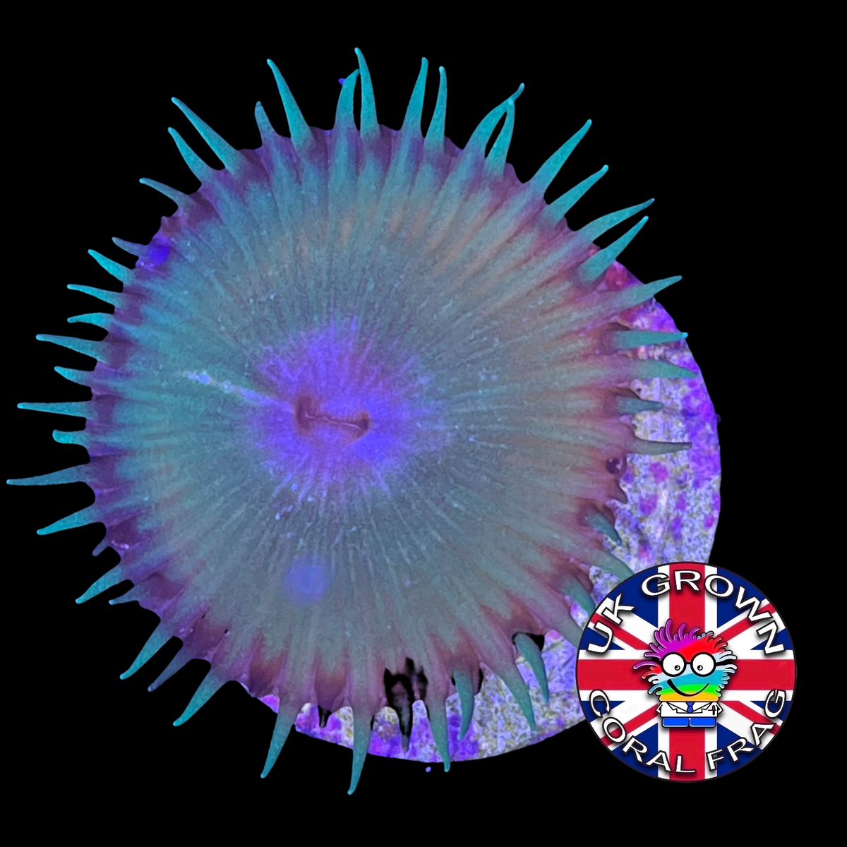 Green Paly Zoa Frag (UK Grown)