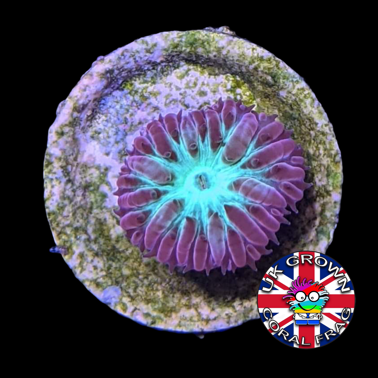 1 Head Blastomussa Merletti (UK Grown)