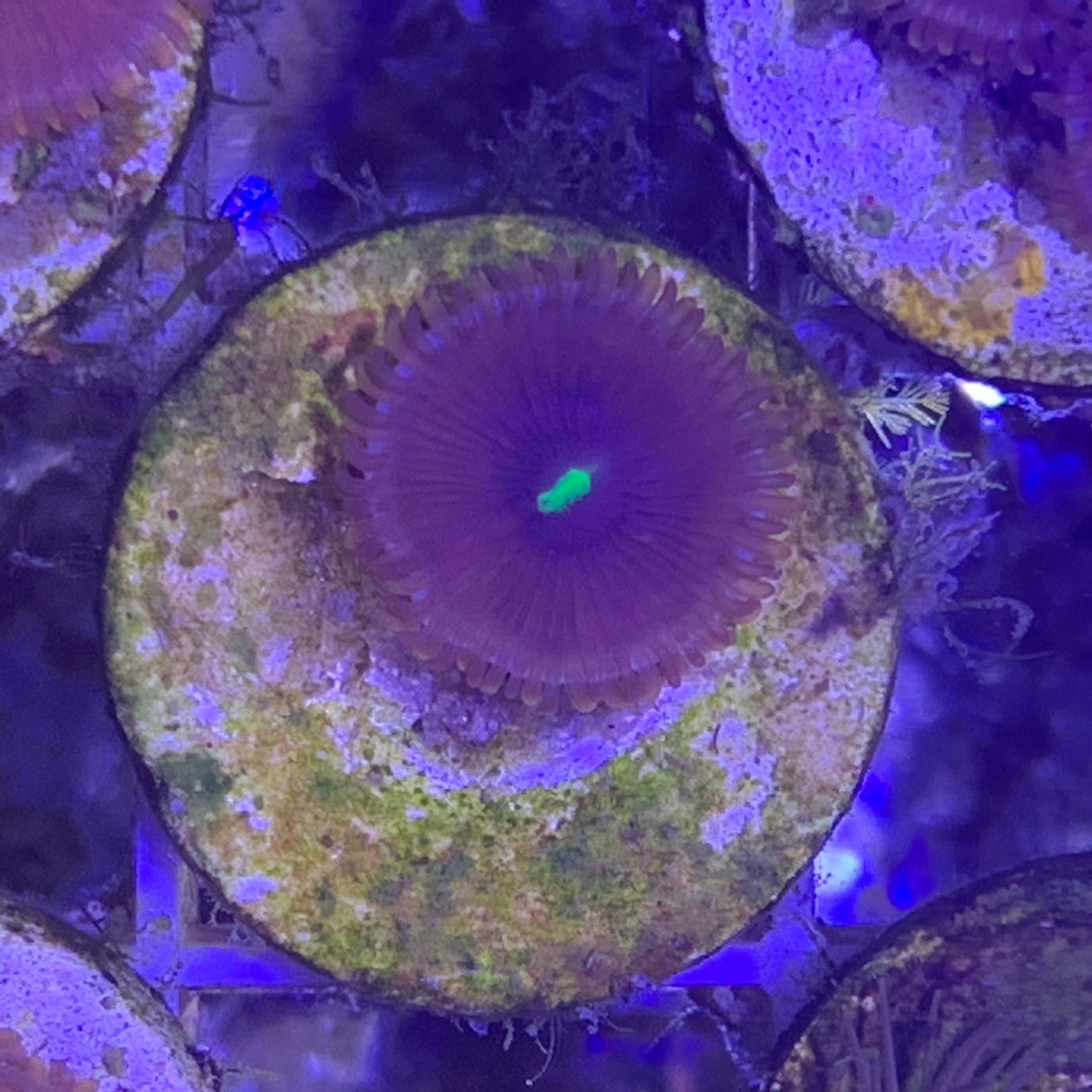 1 polyp Zoa frag