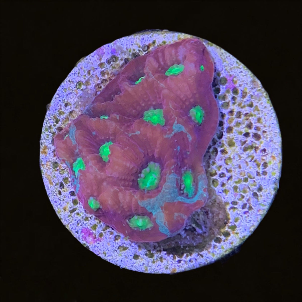 Favites Pentagona War Coral
