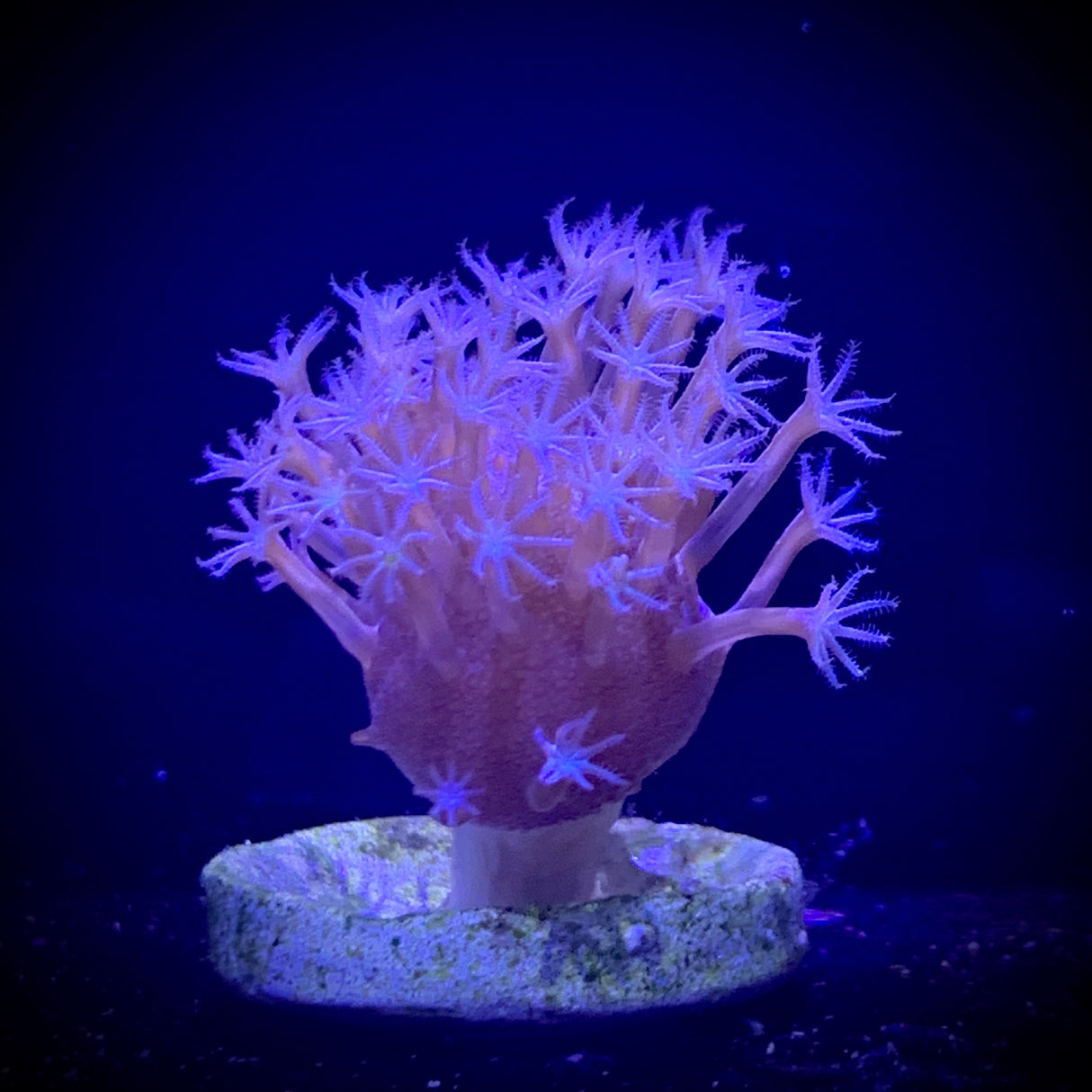 Toadstool coral