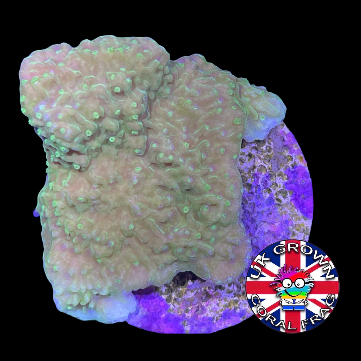 Green plating Montipora (UK Grown)