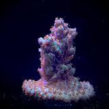 Acropora Frag