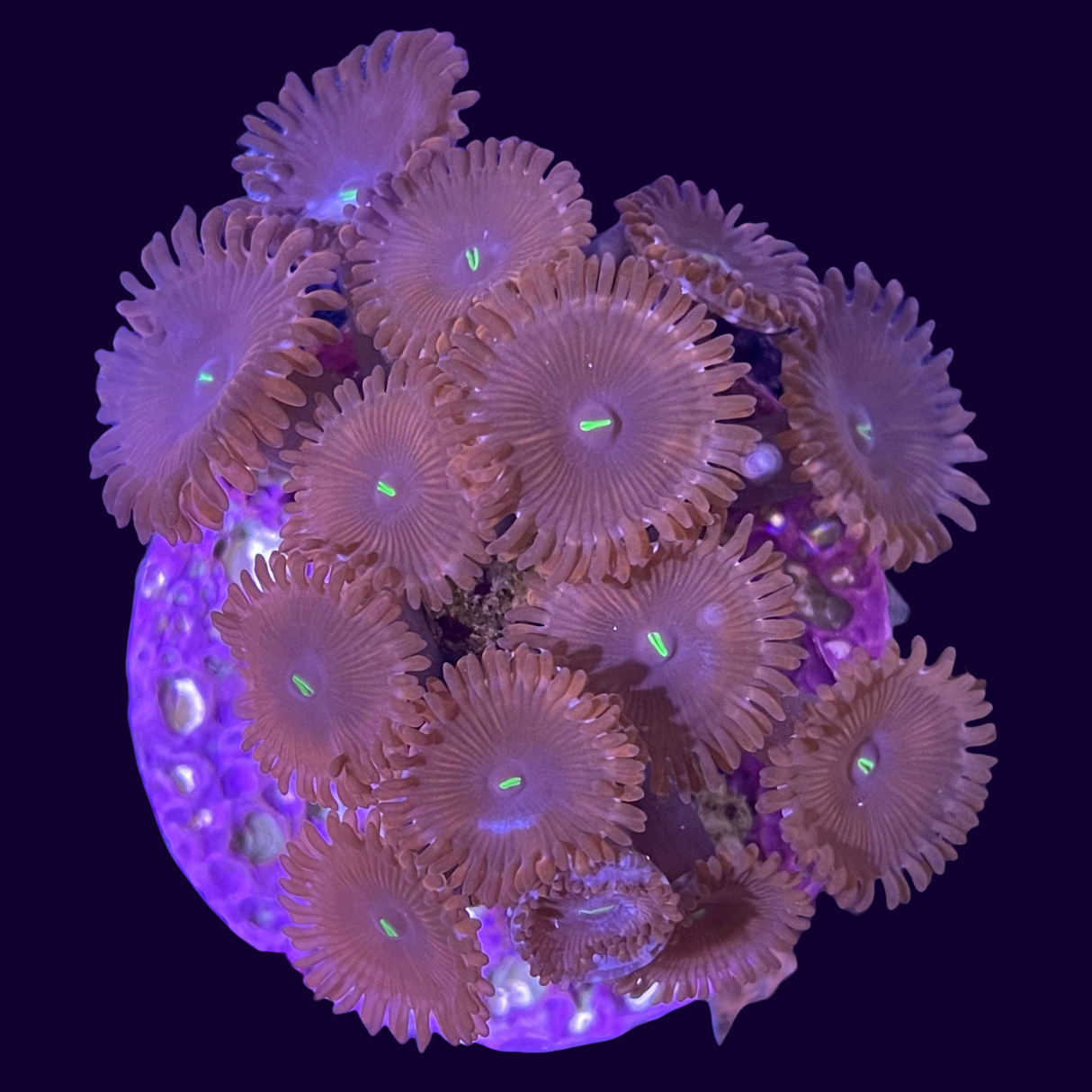 Red People Eater Large Zoa Frag