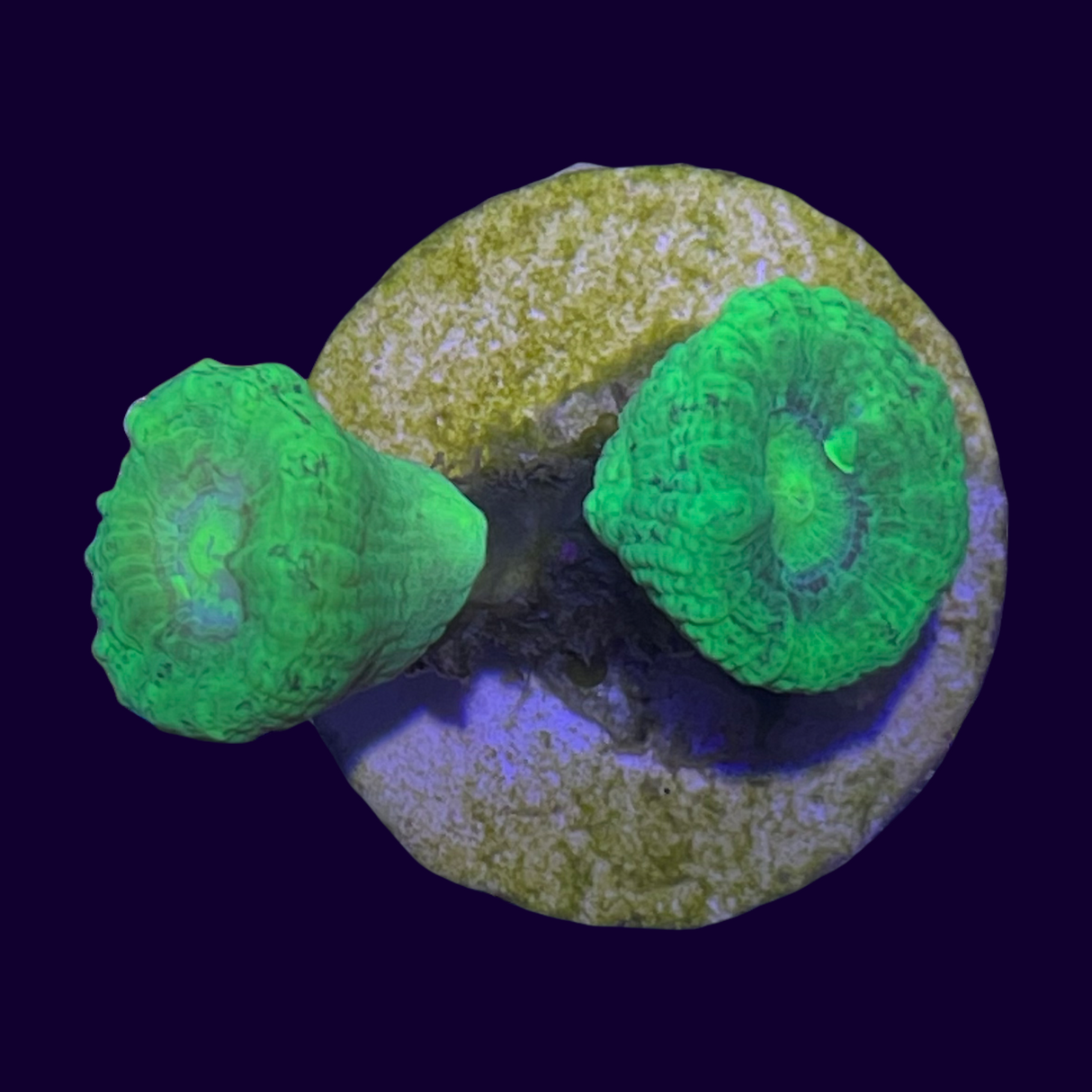 Neon Green Candy Cane