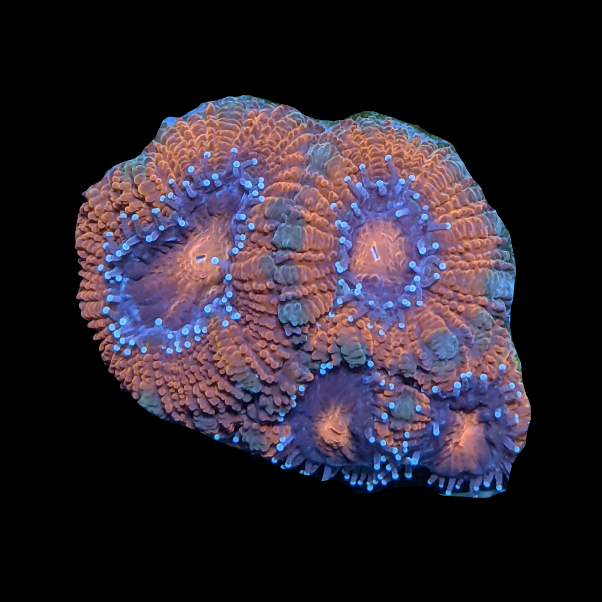 Acanthastrea Lordhowensi