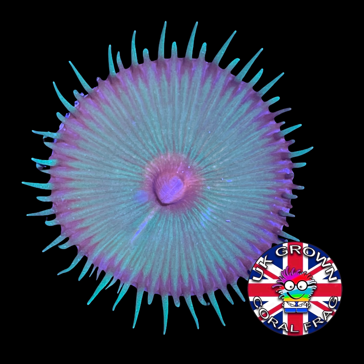 Green Paly Zoa Frag (UK Grown)