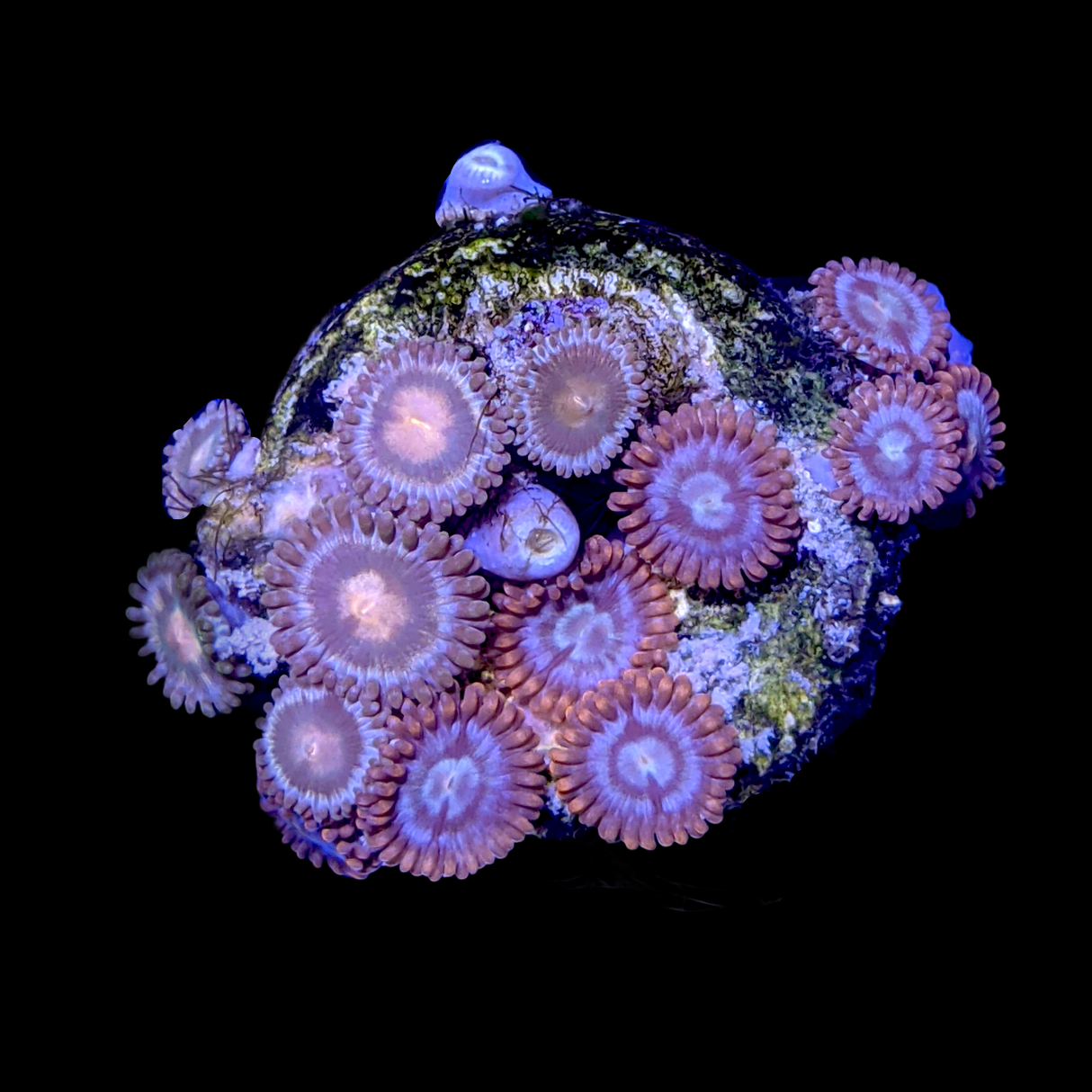 Zoa Frag