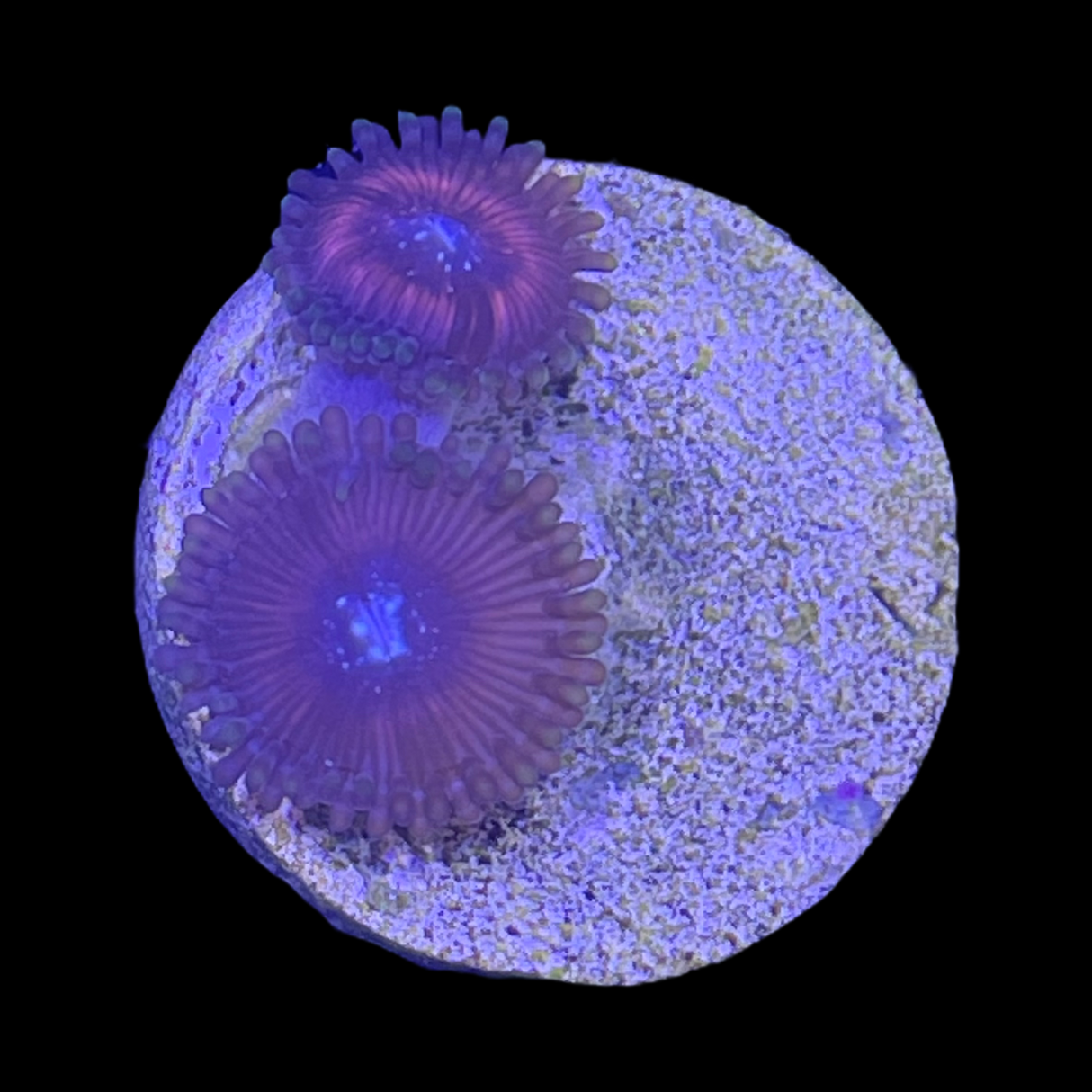 Zoa Frag