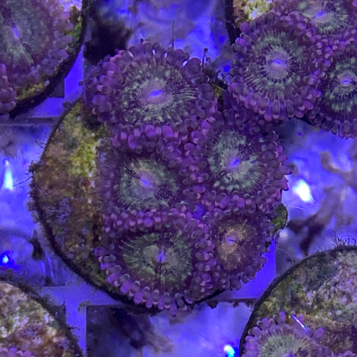 5 polyp Zoa frag