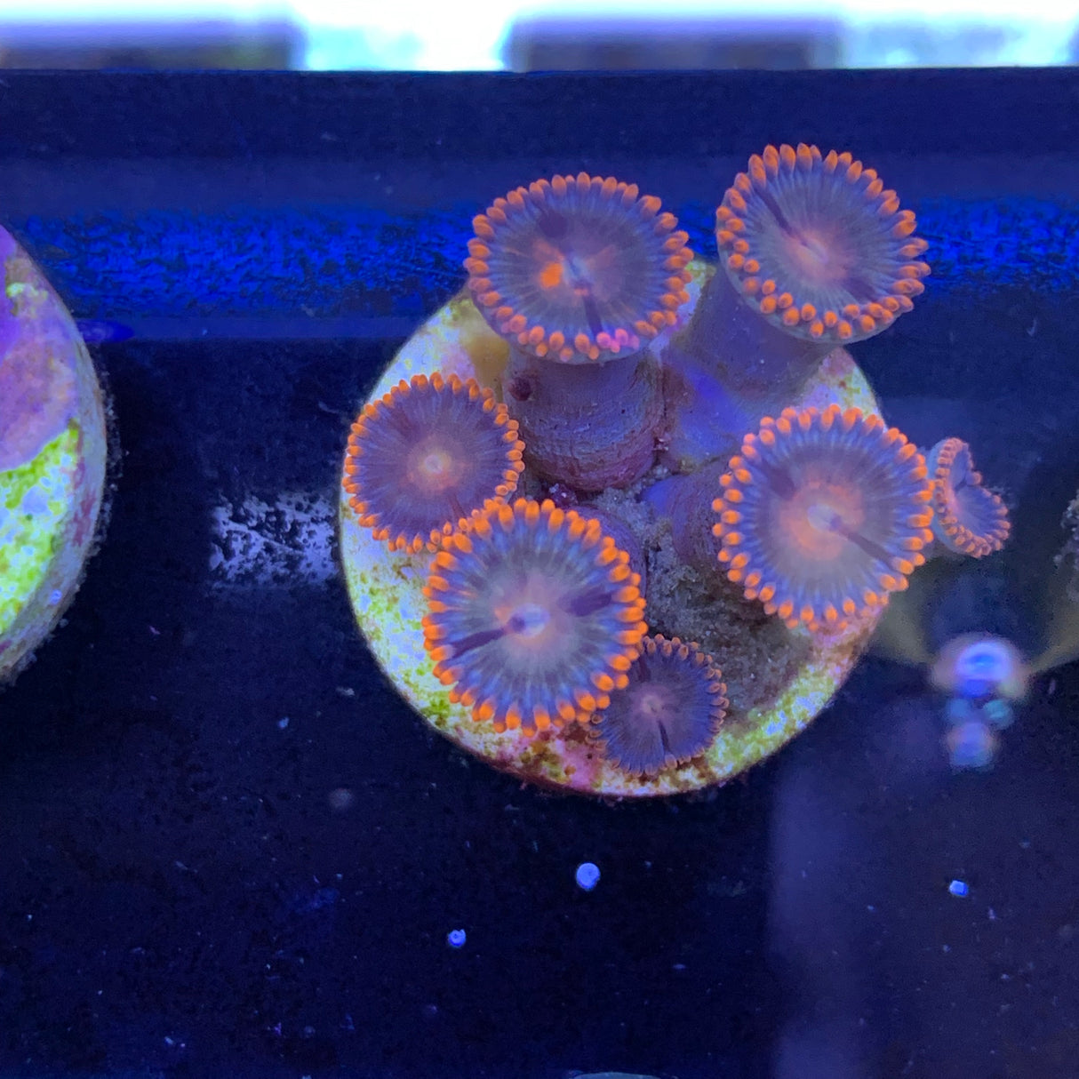 6 Polyp Zoa frag